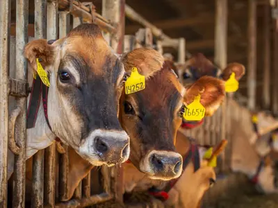 Vacas lecheras en el corral de un tambo