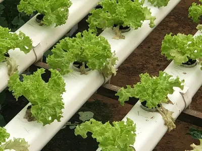 Cultivo hidropónico de lechugas en canaletas dentro de un invernadero